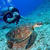 Scuba Diving Hawaii